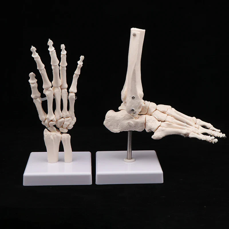 Anatomical Hand & Foot Skeleton Model – Movable Joints PVC