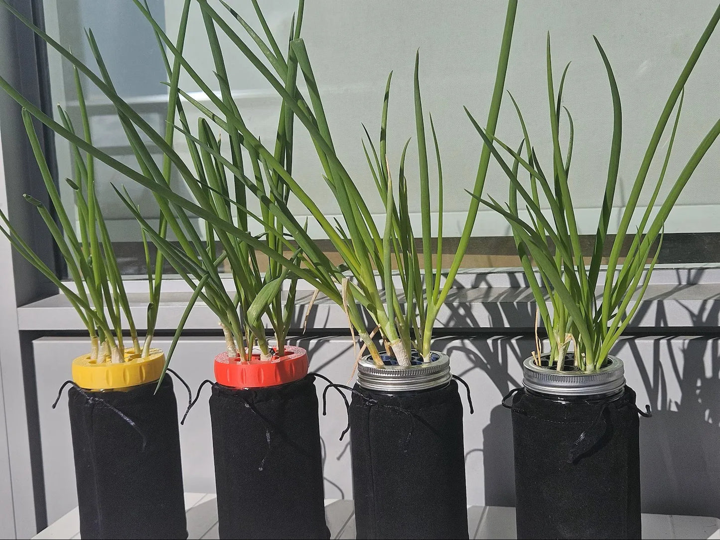 Mason Jar Green Onion Regrower Lid – Hydroponic Herb Kit