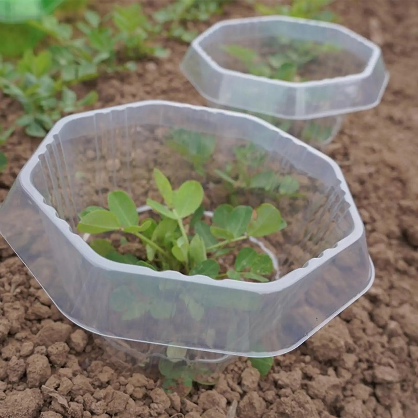 20-Pack Garden Plant Cloches | Frost & Insect Protection