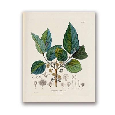 Botanical Studies Vintage Posters and Prints Antique French Plant Illustrations Canvas Painting Botany Wall Art Pictures Deco Peaceful Pleasures Health and Wellness PH5492 40x50cm Unframed