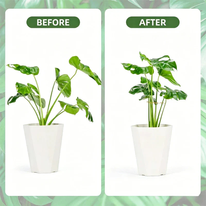 No-Nail Plant Stem Support Clips – Vine & Monstera Stabilizer