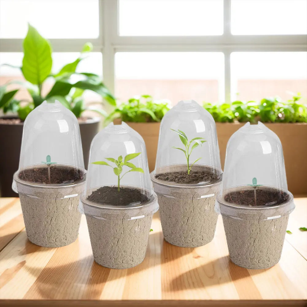 10Pcs Seedling Cup Seedling Pot Transparent Lid Greenhouse Breeding Box Biodegradable Plant Growing Cup Versatile for Gardening Peaceful Pleasures Health and Wellness