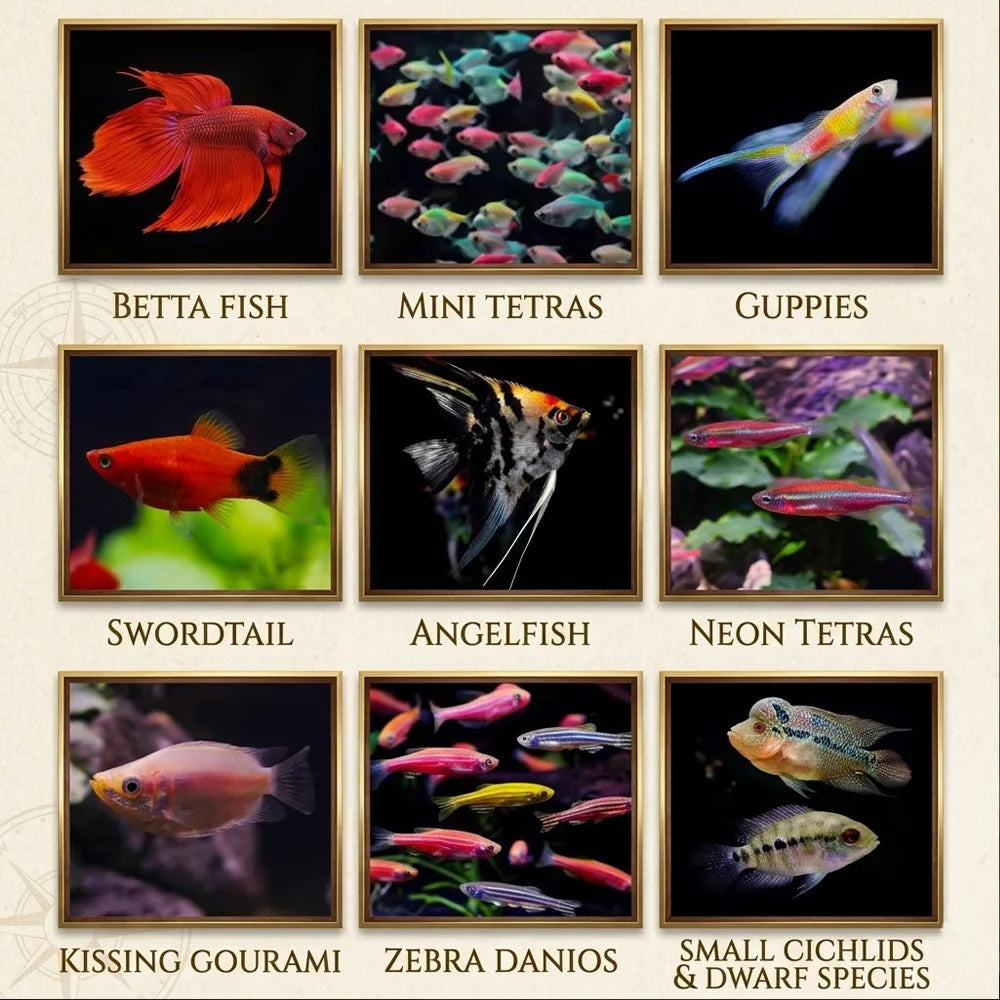 Color Enhancing Fish Food Brine Shrimp Egg Shell-free Nutritious Feed for Fancy Guppy Goldfish Fry Baby Fish Daily Health Diet Peaceful Pleasures Health and Wellness