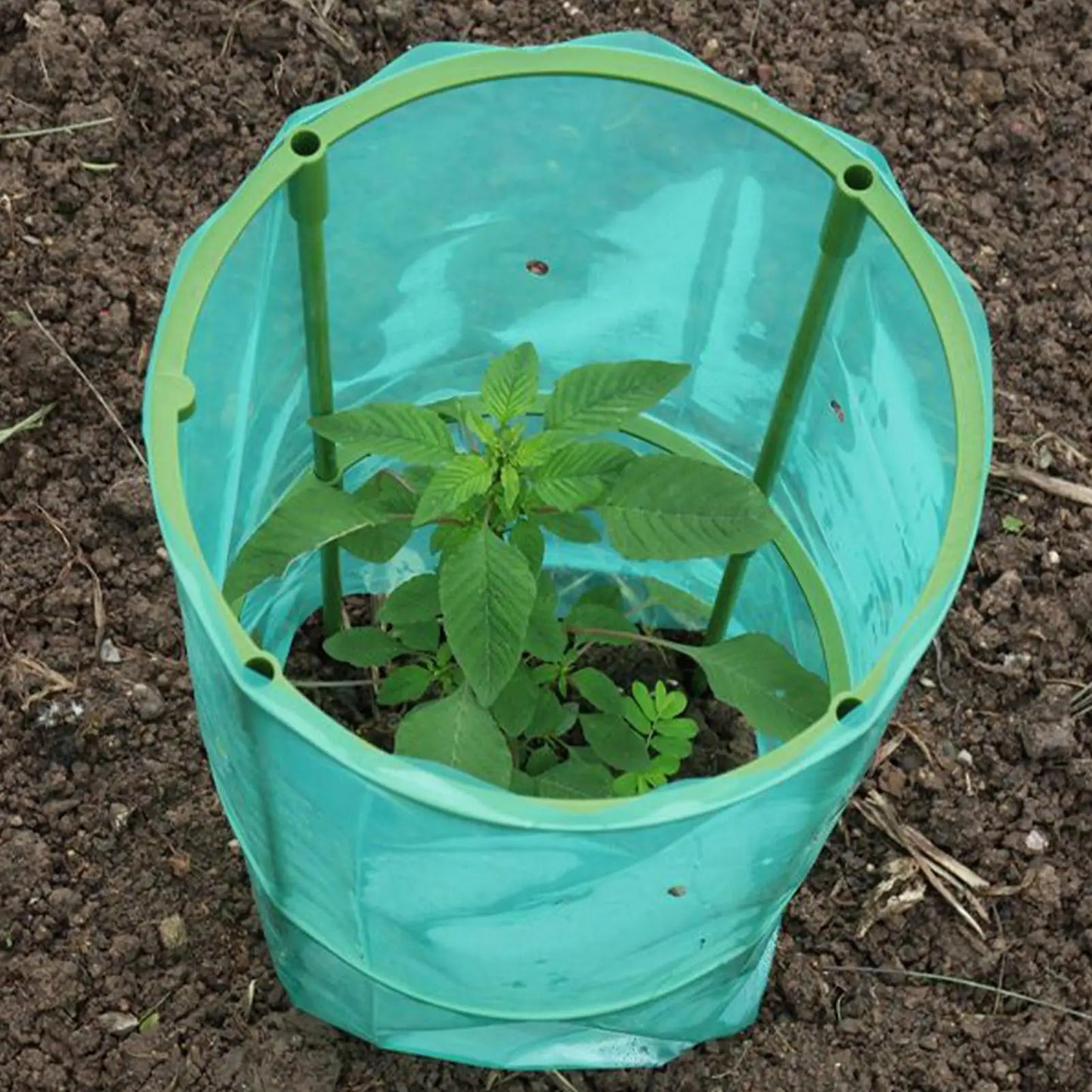 Garden Cloches 4-Pack | Frost & Animal Plant Protection