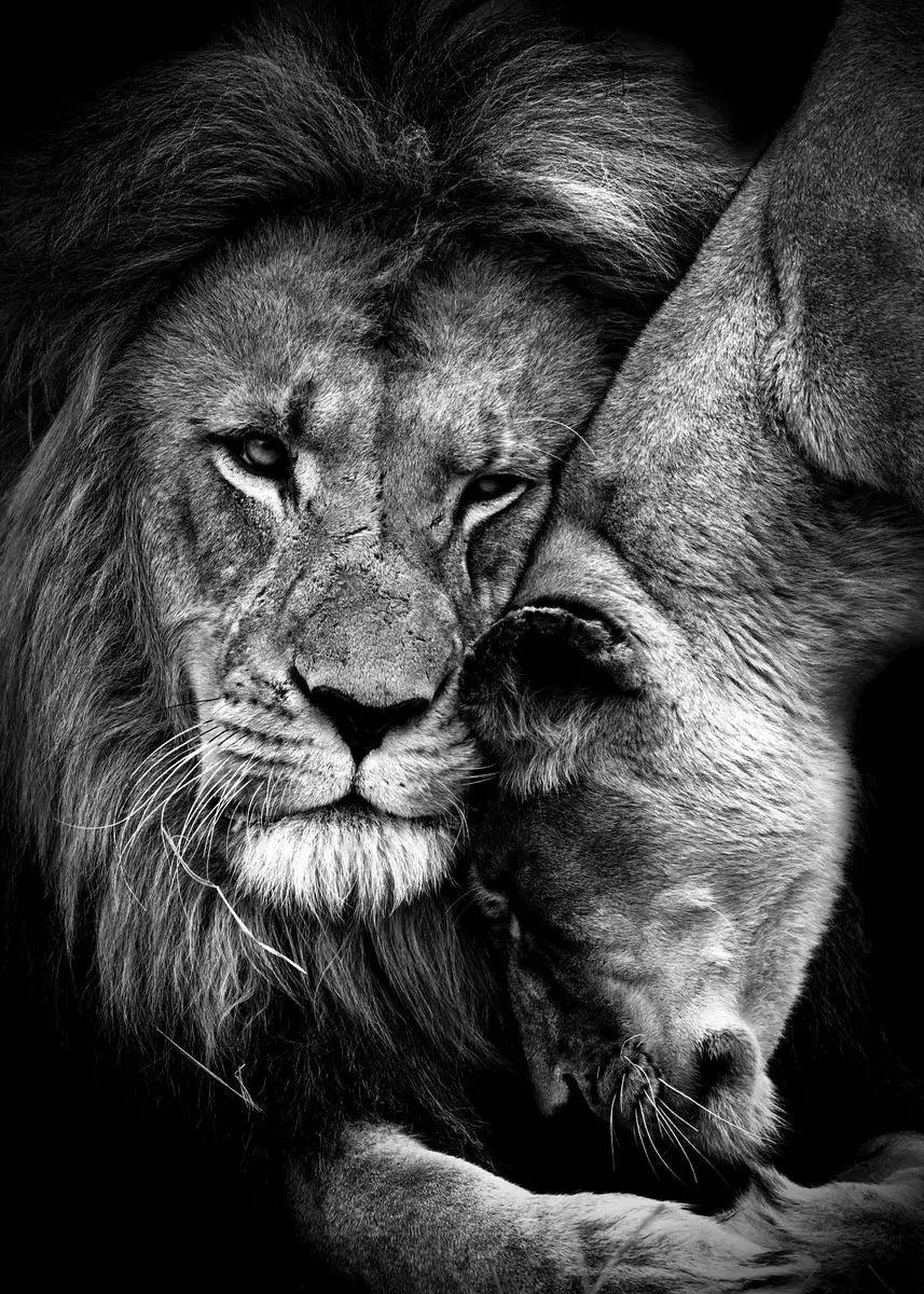 Black and White Animals Lions Family Elephant Giraffe Zebra Wall Poster Prints Canvas Painting Pictures for Kids Room Decor Peaceful Pleasures Health and Wellness 1 20x30cm Unframed