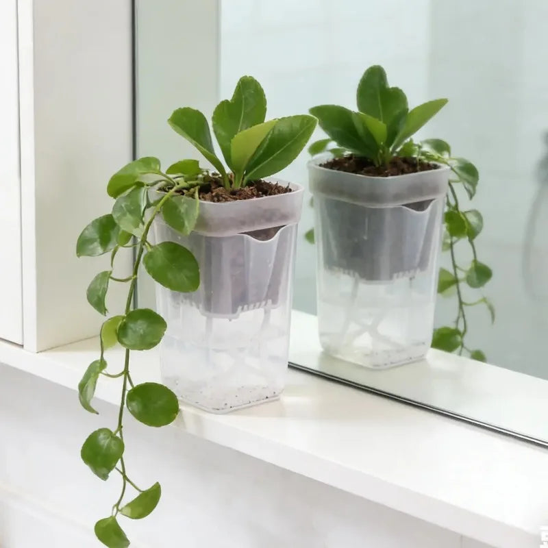 Transparent Self-Watering Plant Pot | Seedling Propagation Planter