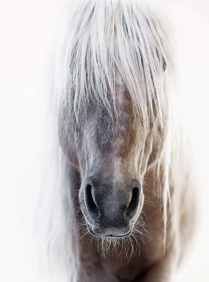 Black and White Horse Portrait Poster Print Canvas Painting Horses Running Animal Wall Picture for Farmhouse Room Home Decor Peaceful Pleasures Health and Wellness 5 20x30cm Unframed