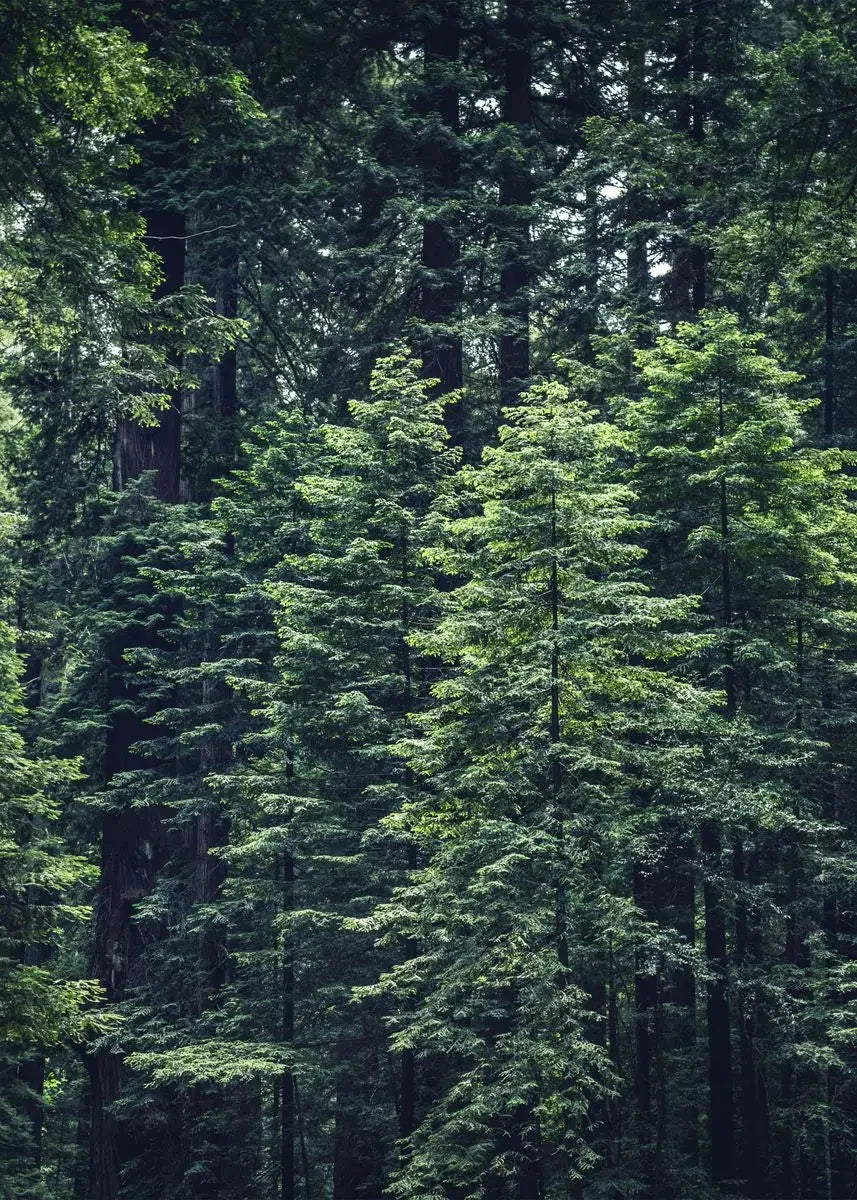 Dark Green Forest Foggy Mountain Canvas Wall Art | Nature Print
