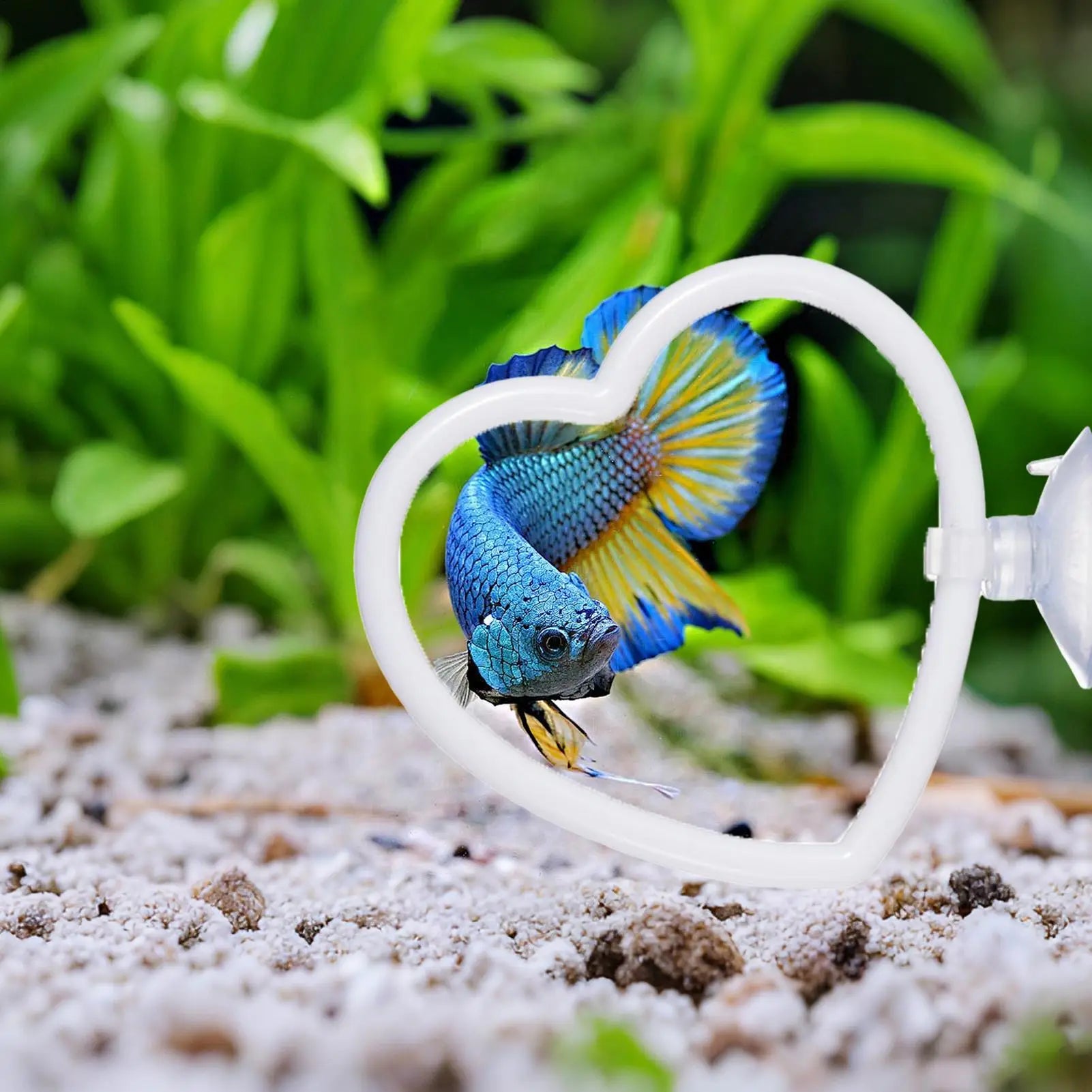 Betta Exercise Ring with Filter Balls 2PCS Interactive Enrichment Toy, Fish Play Training for Swimming Feeding, Aquarium Toy Peaceful Pleasures Health and Wellness