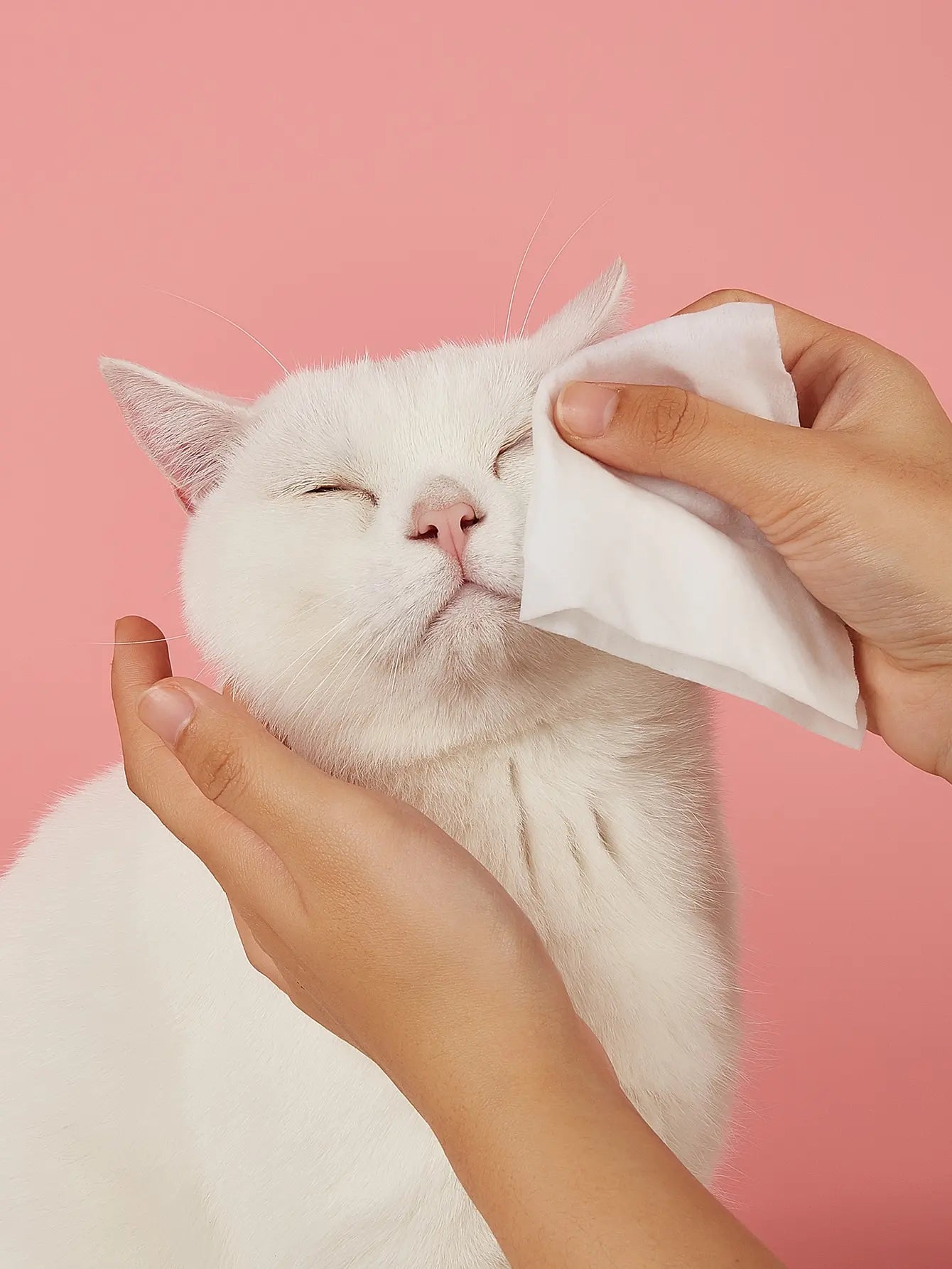 Pet Wet Wipes Dogs & Cats – No-Rinse Butt & Tear Stain 3 Pack