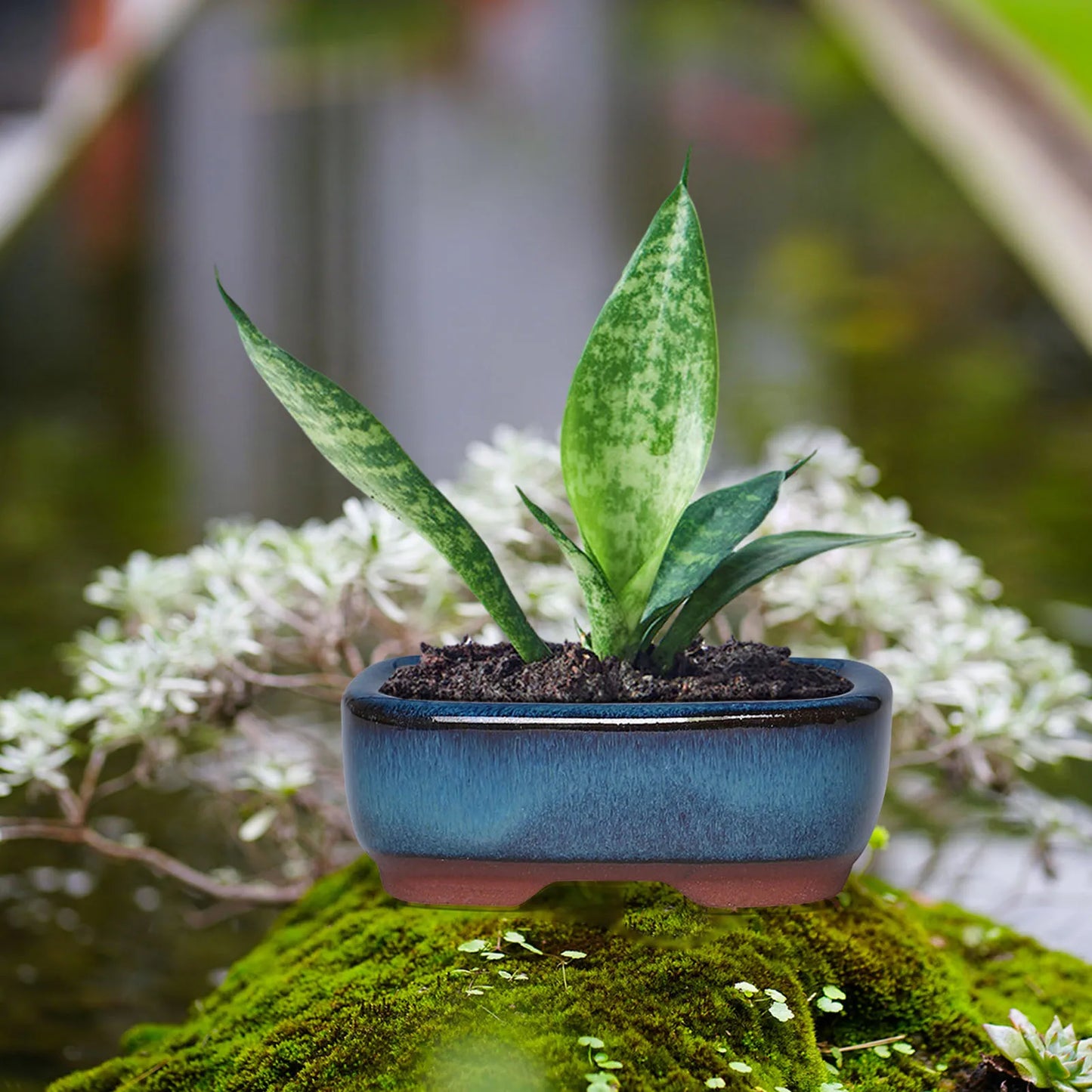 Ceramic Flower Pots with Drain Hole with Vent Design Easy to for Indoor and Outdoor Plants Peaceful Pleasures Health and Wellness